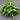 Shishito Pepper (Organic 60 Days) - Vegetables