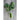 Shishito Pepper (Organic 60 Days) - Vegetables