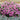 Shock Wave Pink Petunia - Flowers