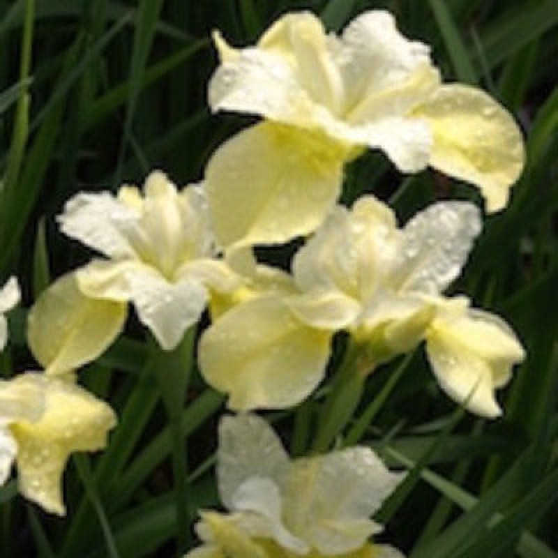 Siberian Iris ’Butter and Sugar’ - Spring