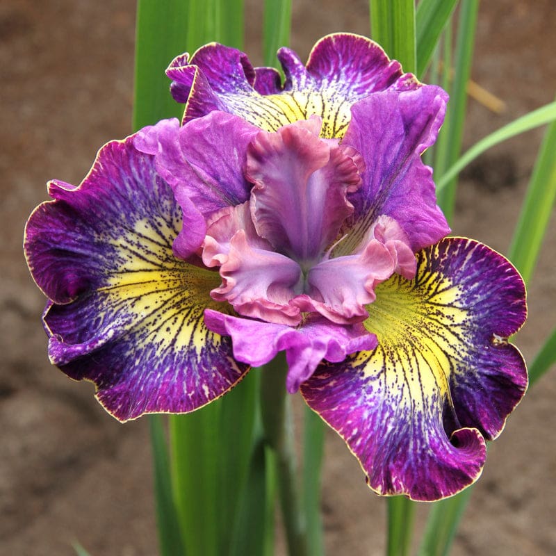 Siberian Iris 'How Audacious'