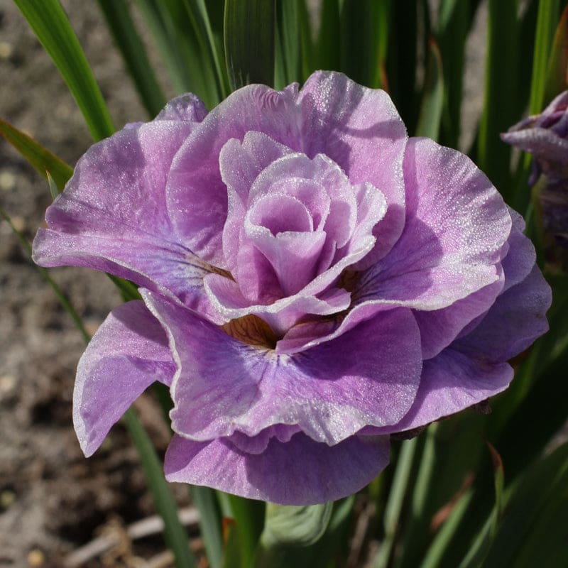 Siberian Iris 'Pink Parfait'