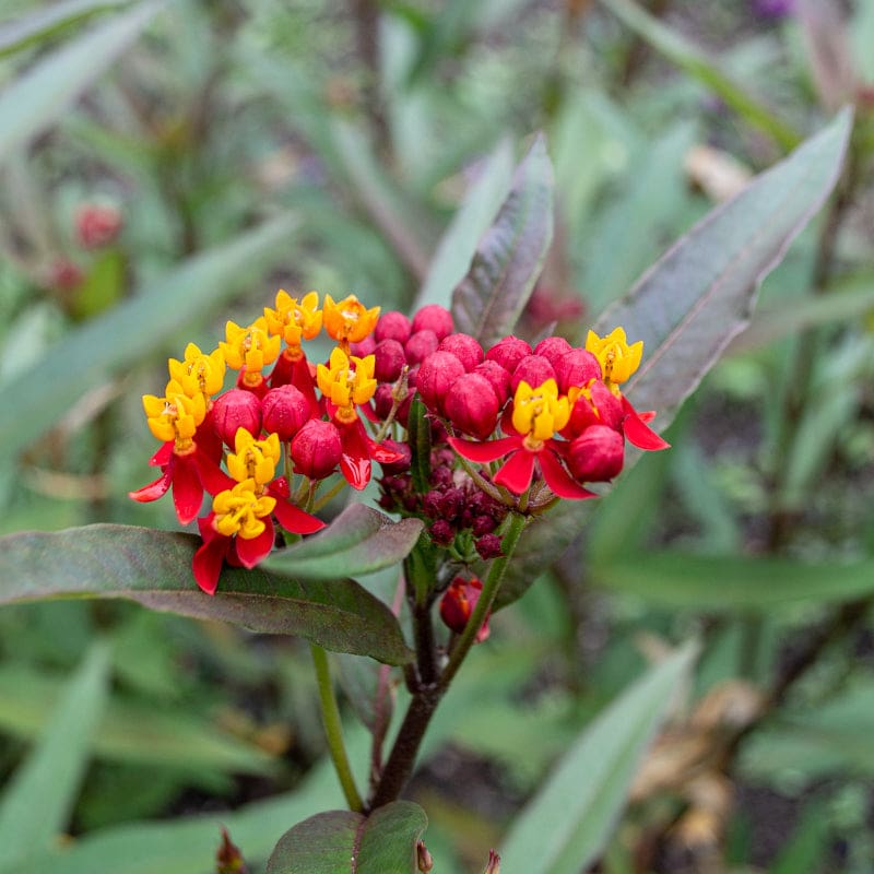 Silky Deep Red Milkweed