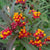 Silky Deep Red Milkweed