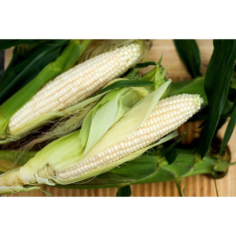 planting silver queen corn seeds Corn Silver Queen Hybrid
