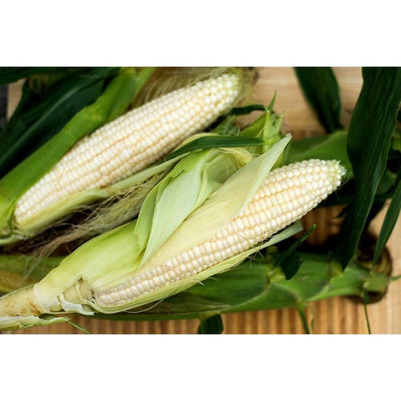 Silver Queen Corn (F1 Hybrid 90 Days) SU Garden Seeds