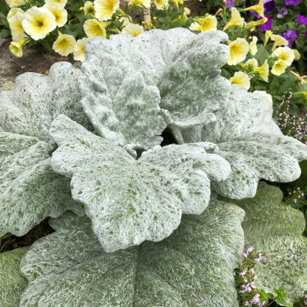 silver sage air plant Salvia argentea 'Artemis'