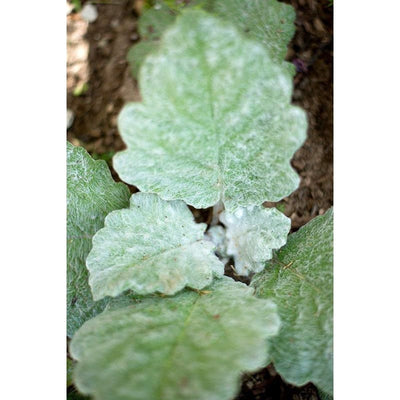 Silver Sage - Herbs