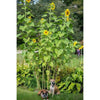 Sunflower - Skyscraper - Flowers