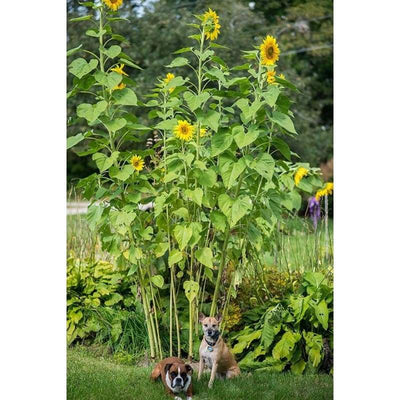 Sunflower - Skyscraper - Flowers