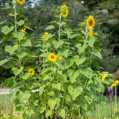 Skyscraper Sunflower - Flowers