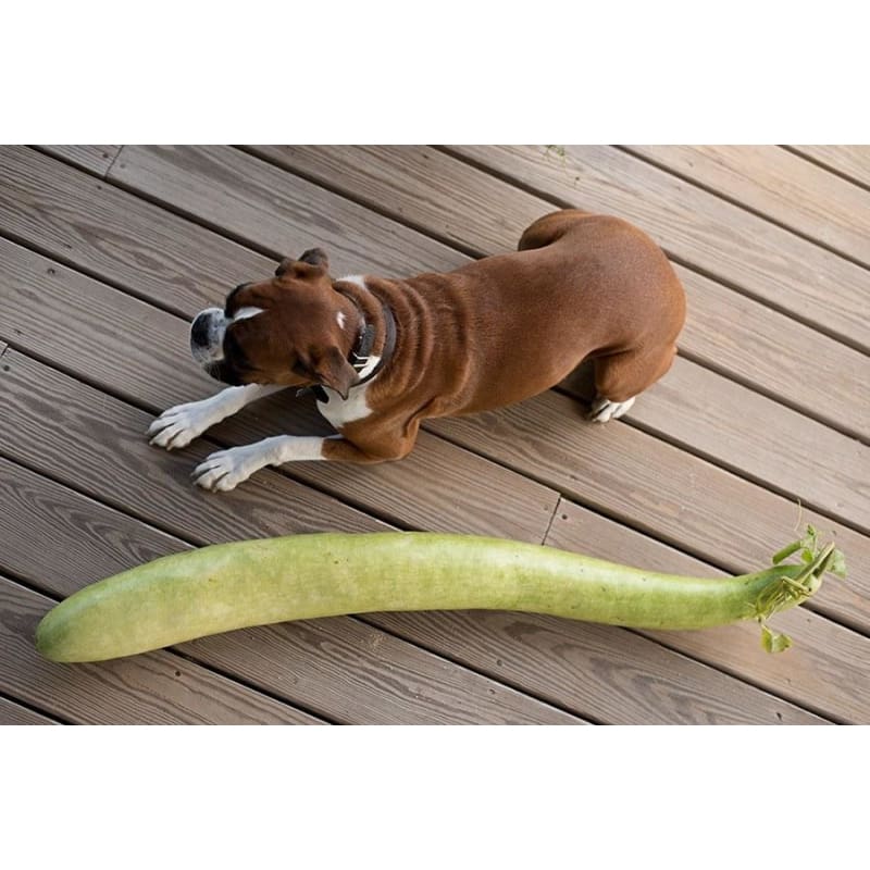 planting snake gourd seeds Snake Gourd (100 Days) – Pinetree Garden Seeds