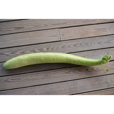 Snake Gourd (100 Days) - Vegetables