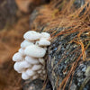 Snow Oyster Mushroom Outdoor Log Growing Kit - Mushrooms