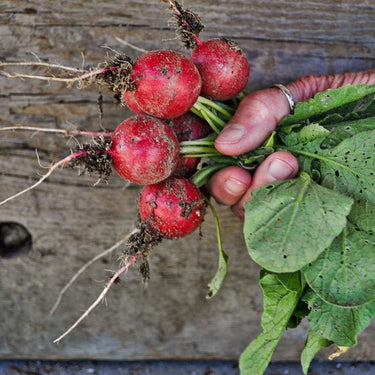 Sora Radish (Organic 22 Days) - Vegetables