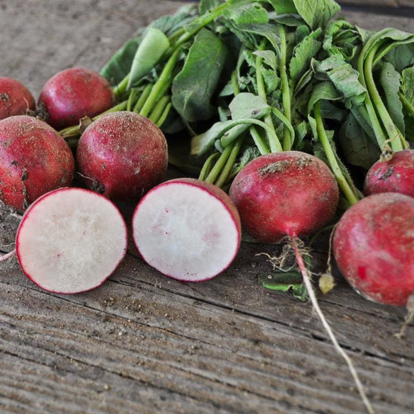 sora-radish-organic-22-days-