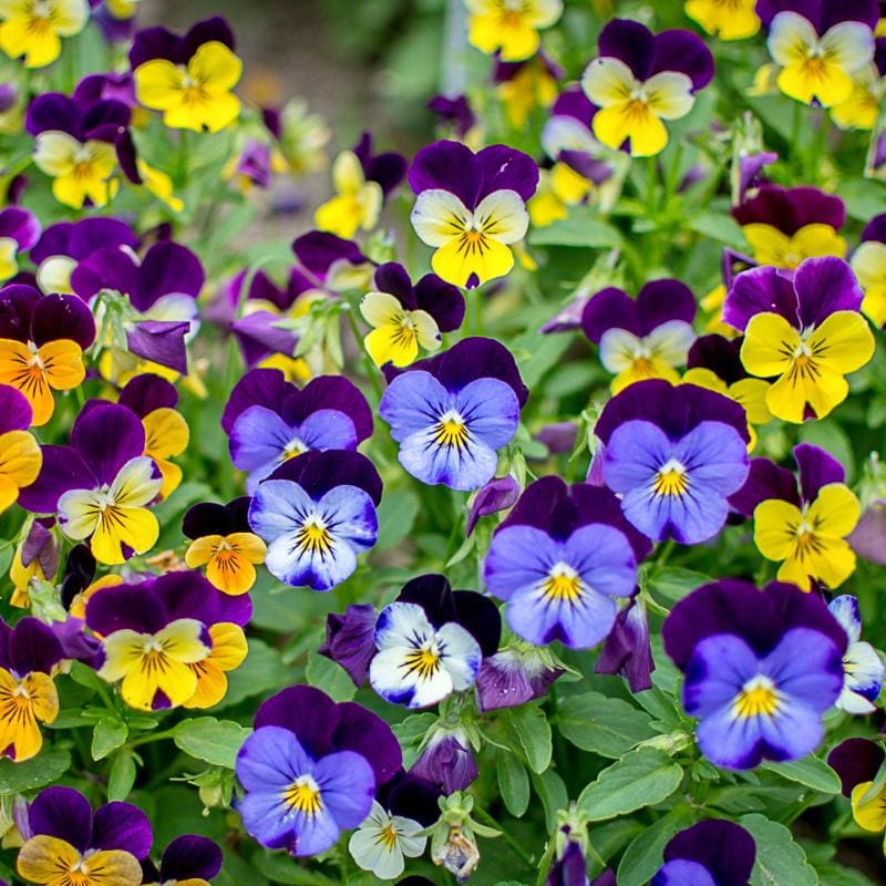 Sorbet Mix Viola – Pinetree Garden Seeds