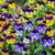 Sorbet Mix Viola