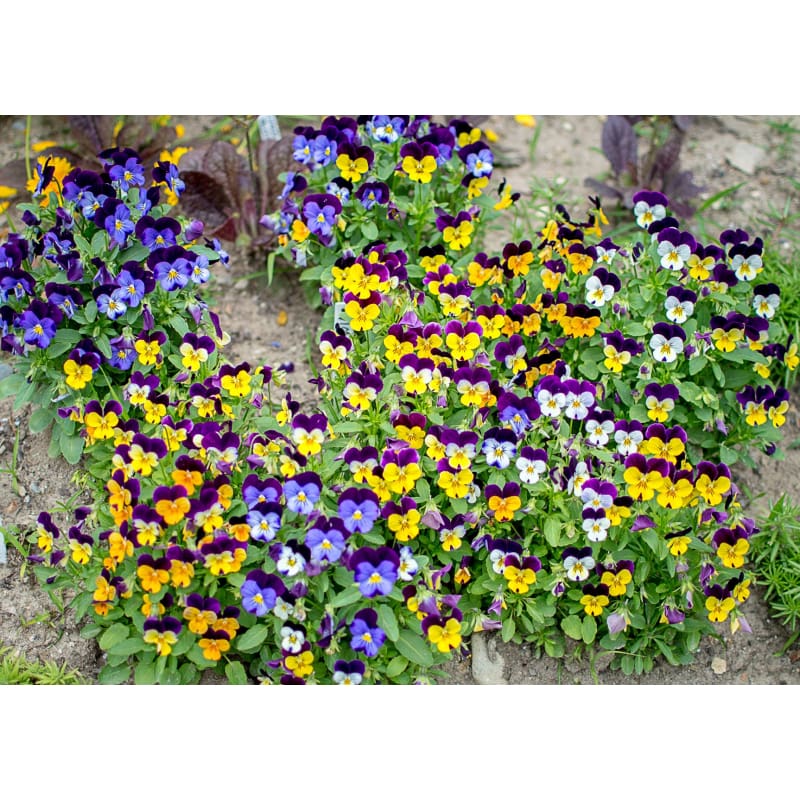 Sorbet Mix Viola