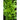 Sorrel Greens (48 Days) - Vegetables