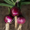 Southport Red Globe Onion (Heirloom 110 Days) - Vegetables