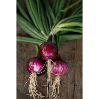 Southport Red Globe Onion (Heirloom 110 Days) - Vegetables