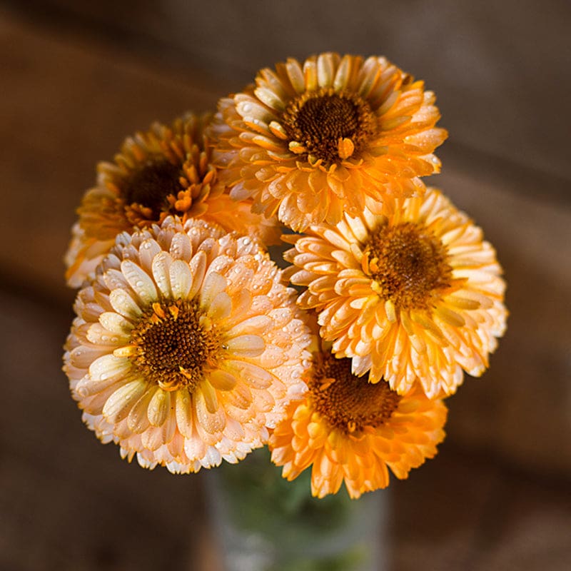 cut flower seed collection Sow and Grow Cut Flower Collection