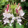 Sparkler Blush Cleome - Flowers