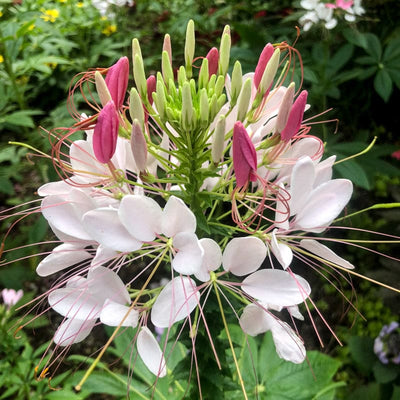 Sparkler Blush Cleome - Flowers