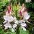 Sparkler Blush Cleome - Flowers