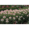 Cleome - Sparkler Blush - Flowers