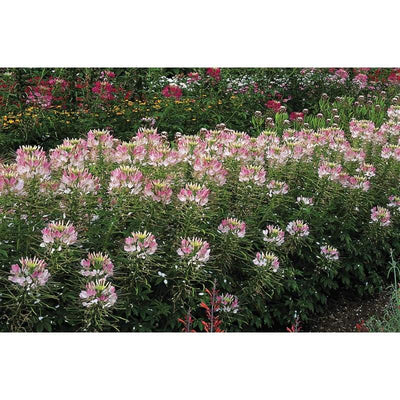 Cleome - Sparkler Blush - Flowers