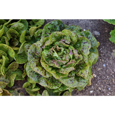 Speckled Butterhead Lettuce (Heirloom 55 days) - Vegetables