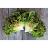 Speckled Butterhead Lettuce (Heirloom 55 days) - Vegetables