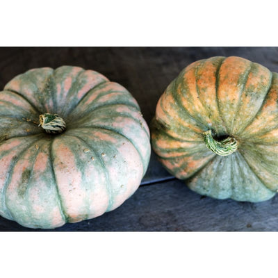 Speckled Hound Squash (F1 Hybrid 100 Days) - Vegetables