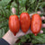 Speckled Roman Tomato (81 Days) - Vegetables