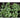 Spigariello Liscia Greens (44 Days) - Vegetables