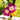 Split Personality Morning Glory - Flowers