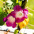 Split Personality Morning Glory - Flowers