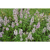 Spotted Bee Balm - Flowers