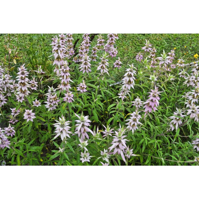 Spotted Bee Balm - Flowers