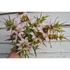 Spotted Bee Balm - Flowers