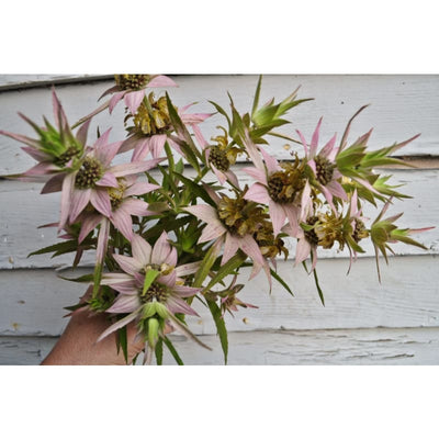 Spotted Bee Balm - Flowers