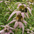 Spotted Bee Balm - Flowers