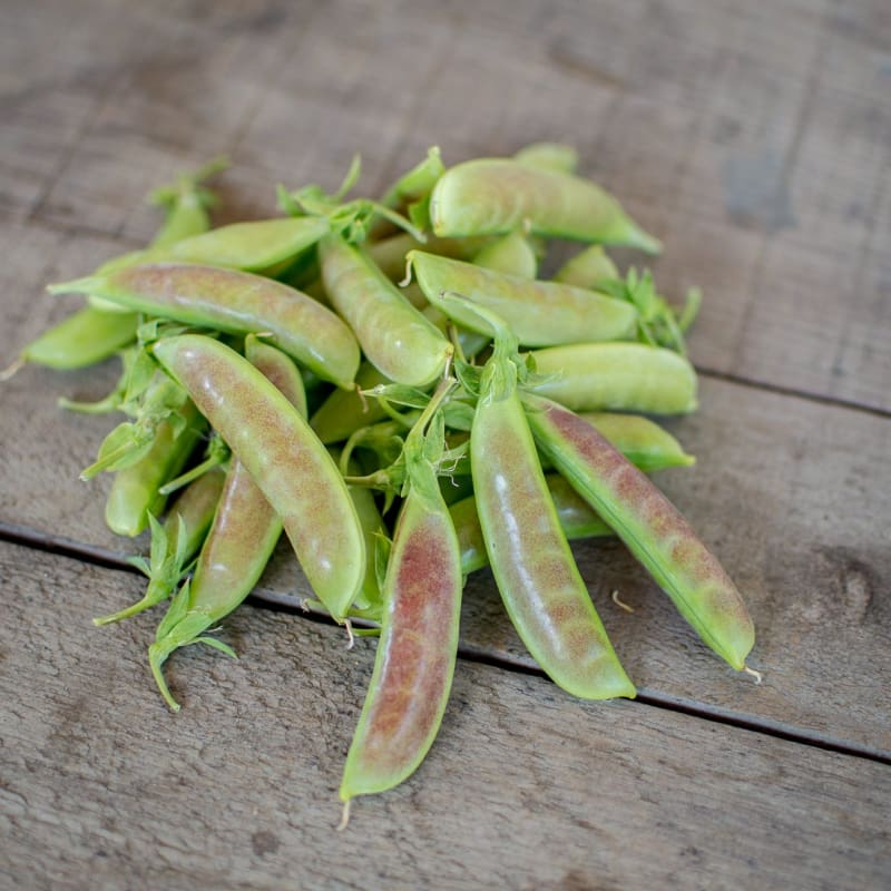 Spring Pea Spring Blush Snap Pea (70 Days) – Pinetree Garden Seeds