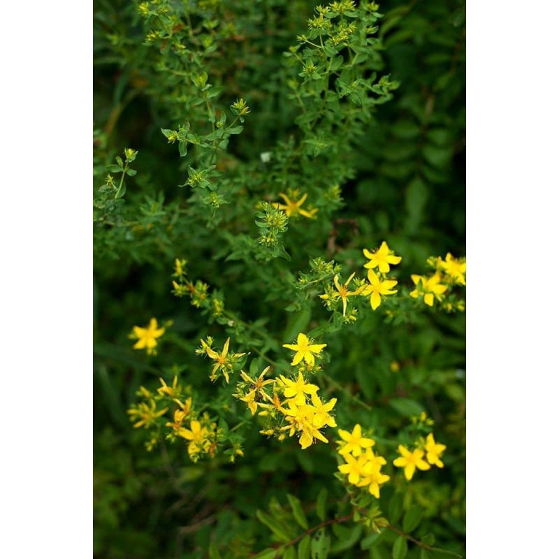 St Johns Wort - Herbs