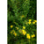 St Johns Wort - Herbs