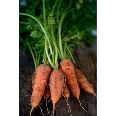 St Valery Carrot (Heirloom 60-80 Days) - Vegetables