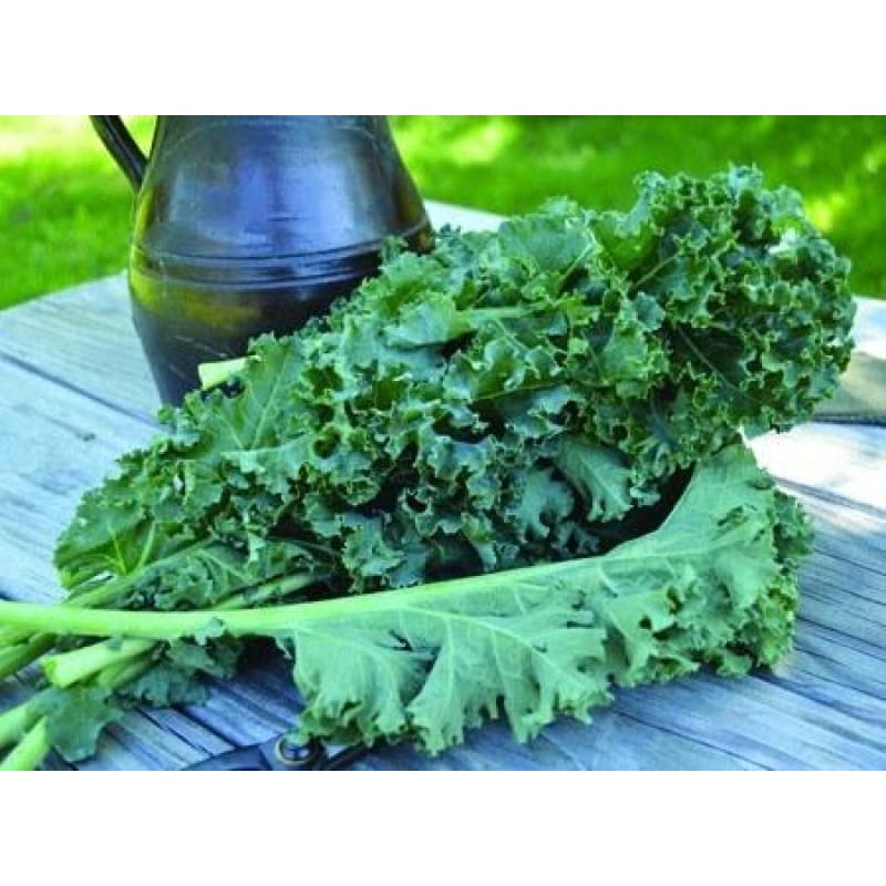 Starbor Kale (F1 Hybrid 45 Days) - Vegetables