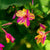 Stars and Stripes Mirabilis - Flowers